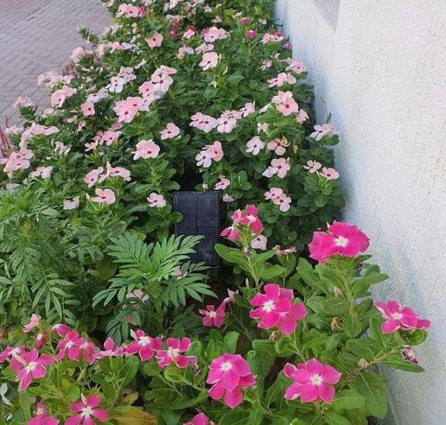 IMG-20250308-WA0016